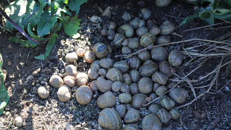 land snails on the ground and in high grass at 'Helixpro' farm