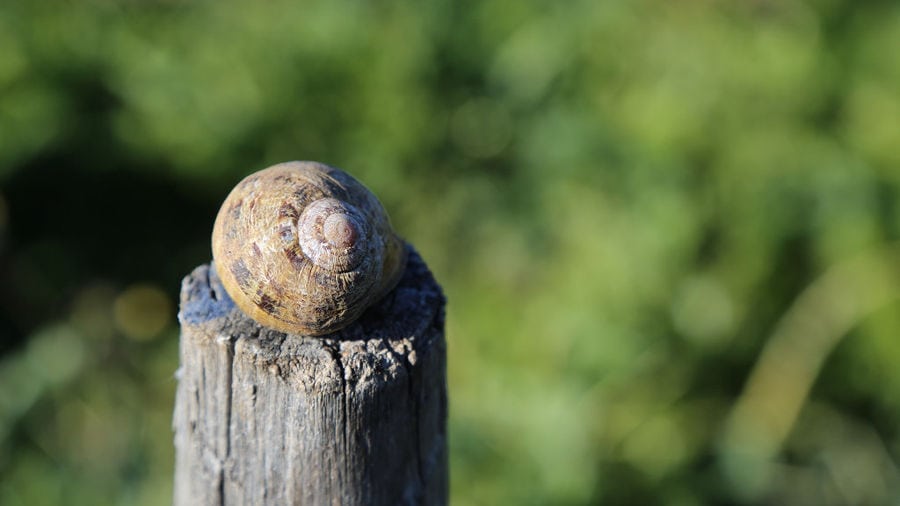 view up close of land snail on wood log at 'Helixpro' farm and high grass in the background