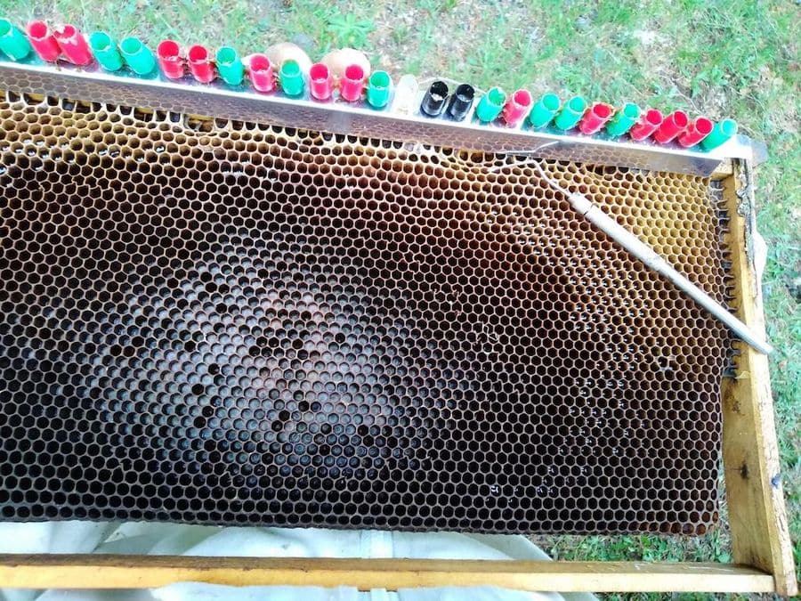 A mesmerizing honeycomb panel. A symphony of hexagonal cells, housing the golden nectar of the bees. A testament to their industrious and harmonious ways.