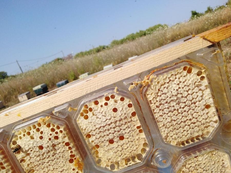 A mesmerizing honeycomb panel. A symphony of hexagonal cells, housing the golden nectar of the bees. A testament to their industrious and harmonious ways.