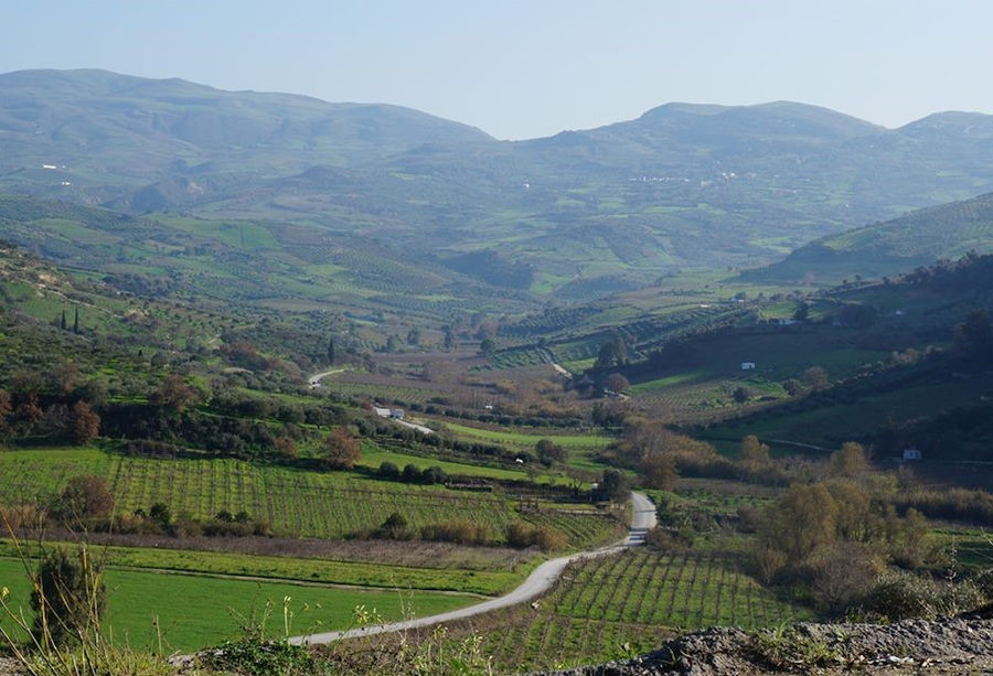 view of Idaia Winery vineyards in the background of blue sky and trees and mountains