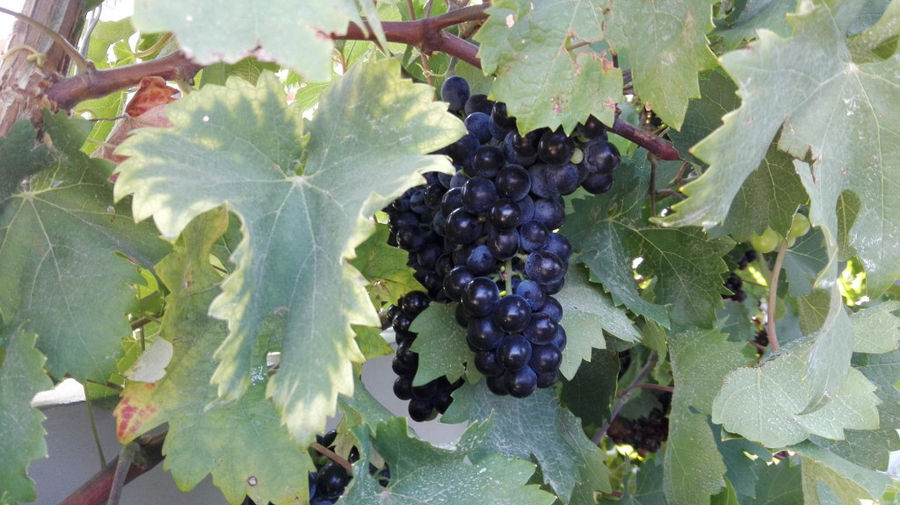 Idaia Winery vineyards full of bunches of black grapes