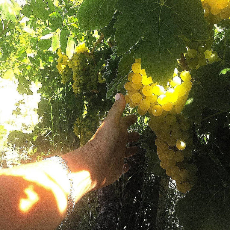 man picking white grapes in Idaia Winery vineyard