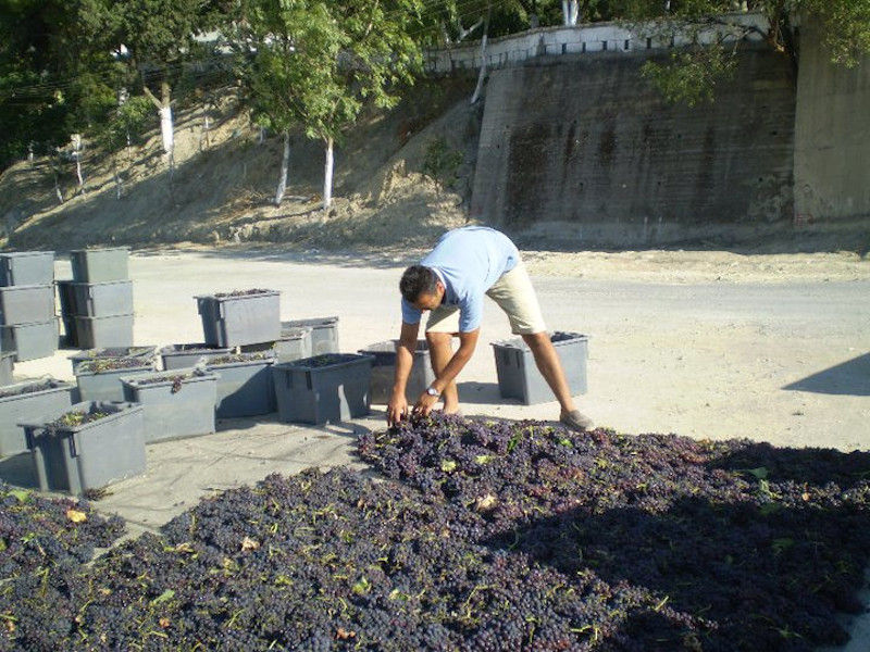 men putting black grapes on the ground for drying in the sun at Idaia Winery