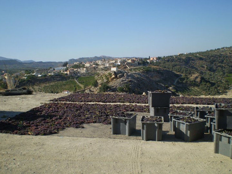 black grapes on the ground for drying in the sun and plastic crates at Idaia Winery outside