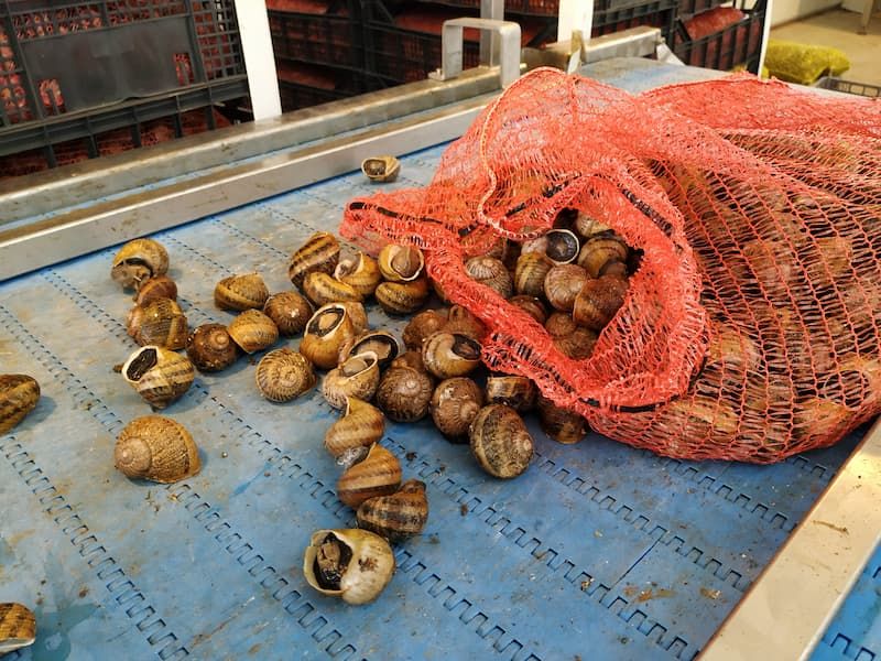 fresh land snails packaging in mesh bags at Feréikos plant