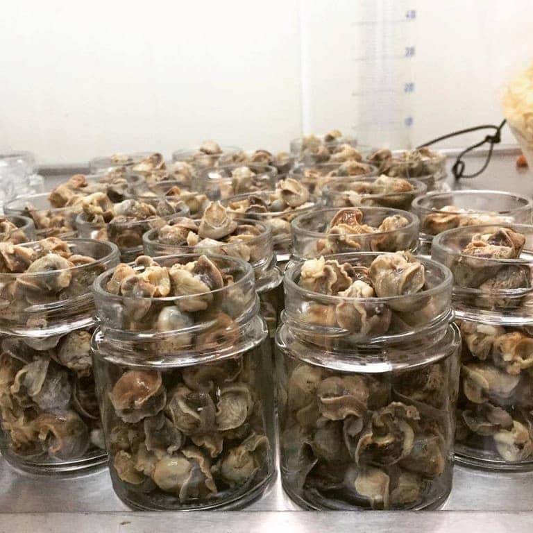 glass jars with marinated land snails on aluminum table at Feréikos plant