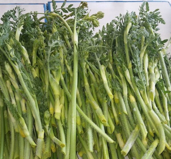 close-up of cutted fresh Greek ‘Kalfa’ is a green that has the appearance of thick