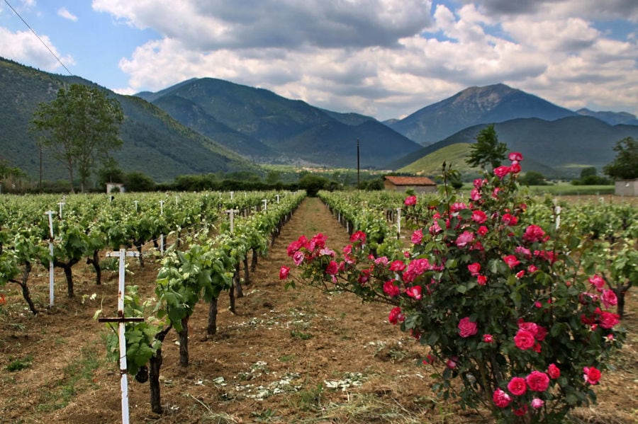 a bush of roses front the rows of vines at Kalogris Winery vineyards