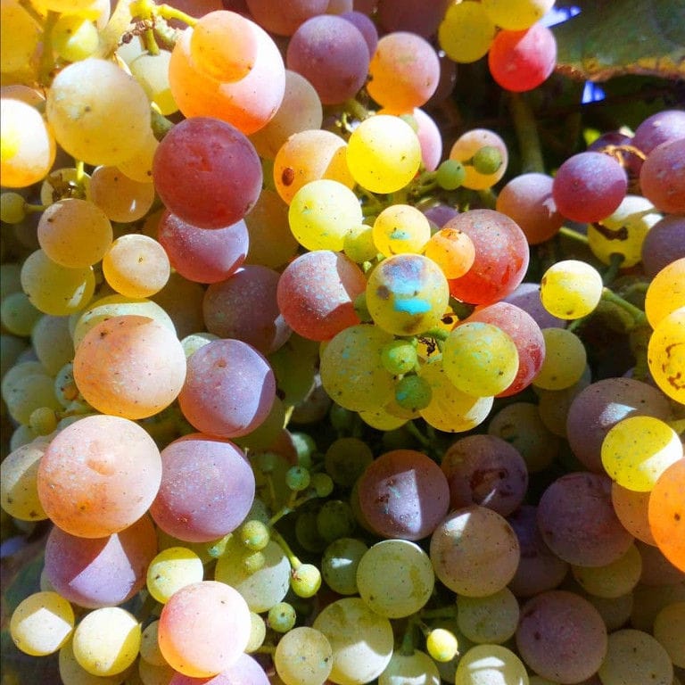 bunches of grapes from Kalogris Winery vineyards