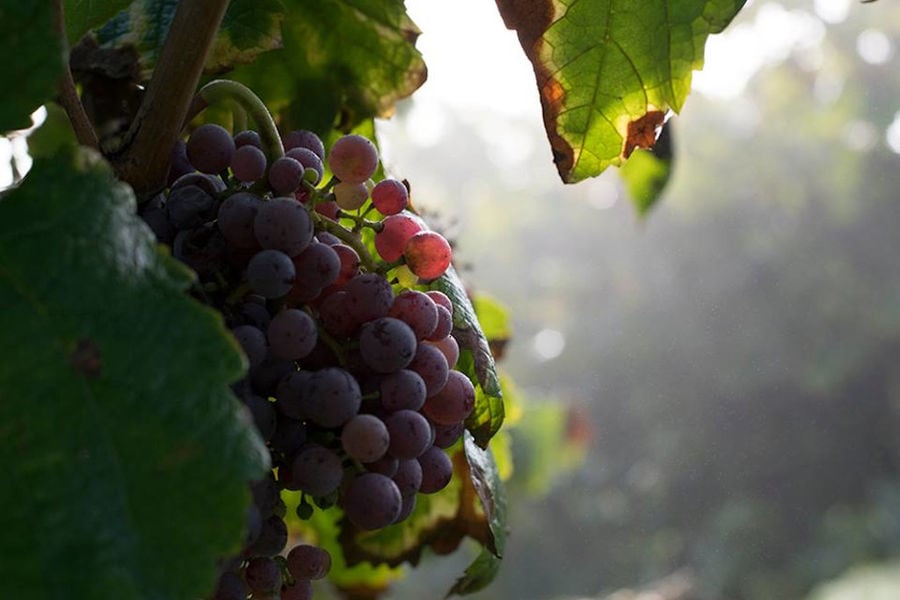 bunches of black grapes on the brunch at Kalogris Winery vineyards