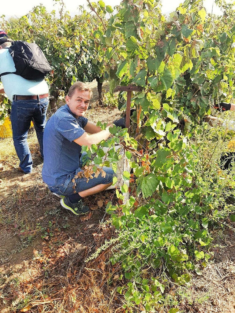 tourist smiling happily at the camera and picking grapes at Kalogris Winery vineyards