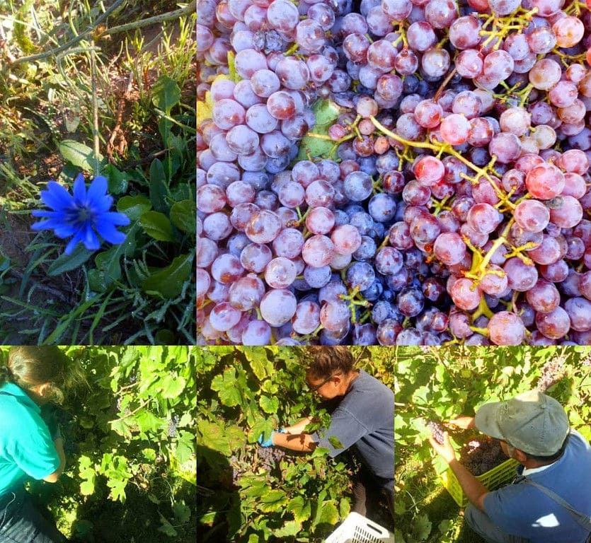 montaj of views with man and women picking grapes at Kalogris Winery vineyards