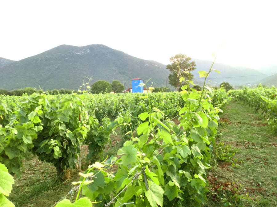 rows of vines at Kalogris Winery vineyards in the background of a tower and mountains