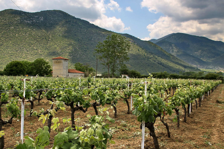 rows of vines at Kalogris Winery vineyards in the background of a tower and mountains