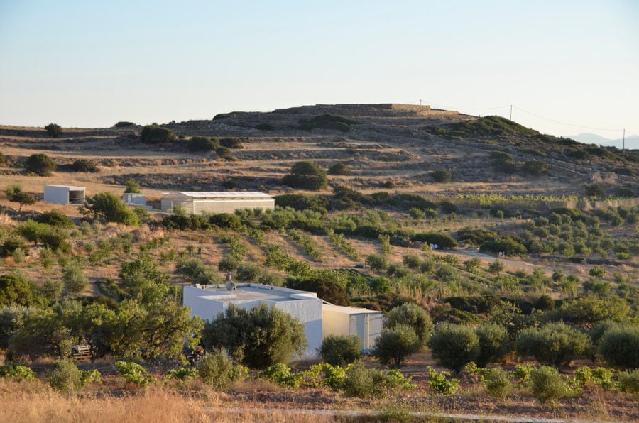 view from far of 'Kamarantho' greenhouse surrounded by olive trees