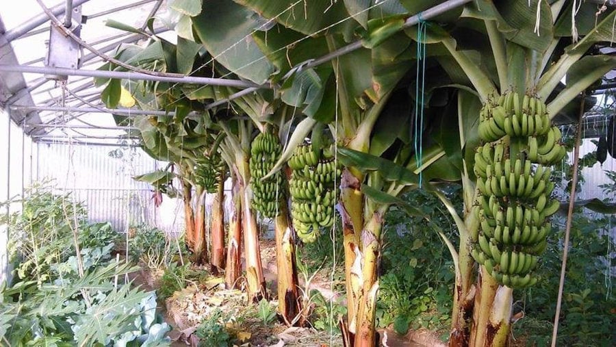 banana trees in 'Kamarantho' greenhouse