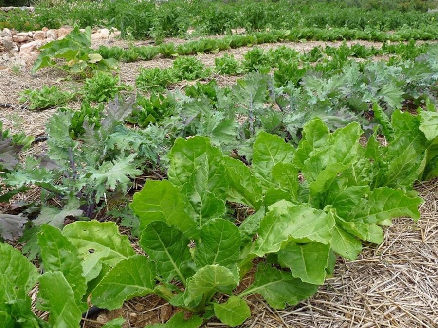 green salads 'Kamarantho' crops