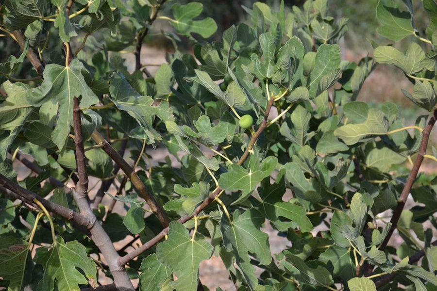 branches of figs at 'Kamarantho' crops