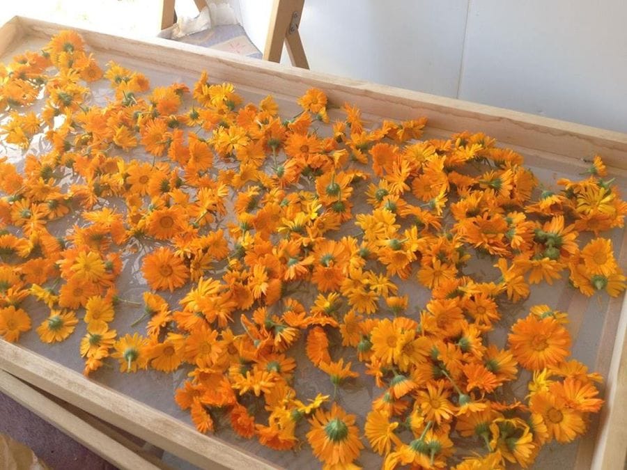 yellow flowers drying on the raffia frames at 'Kamarantho' facilities