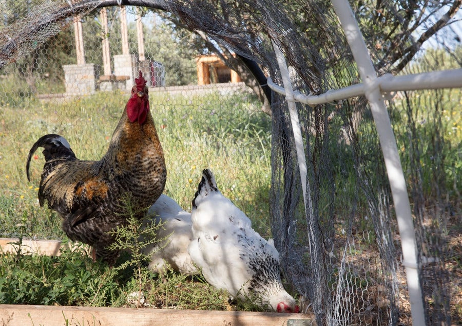 a cock watching at the camera and two chickens pecking the ground for food at 'Kamarantho' farm