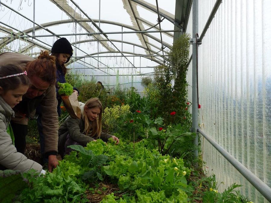 woman and three children weeding green salads in 'Kamarantho' greenhouse