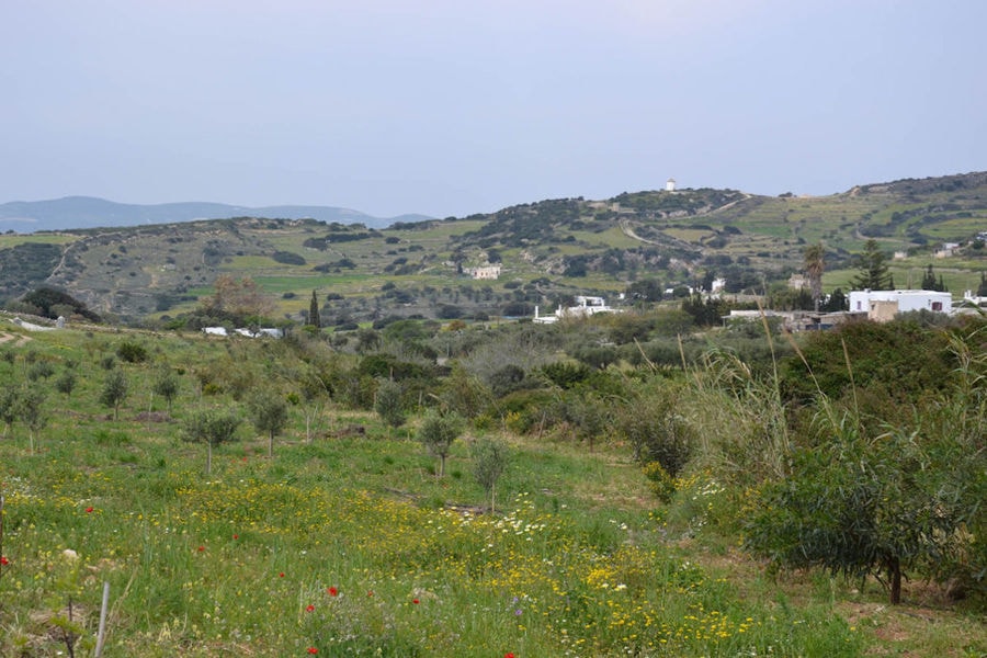 green grass with yellow flowers and olive trees and buildings in the background in 'Kamarantho' area