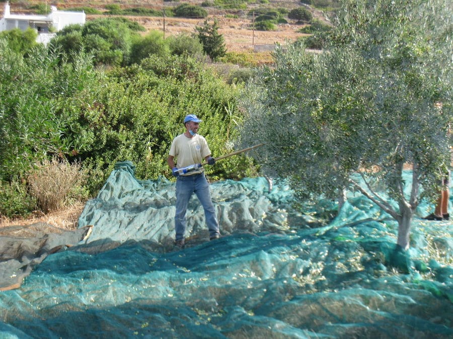 Man picking olives from tree using olive harvester at 'Kamarantho' crops