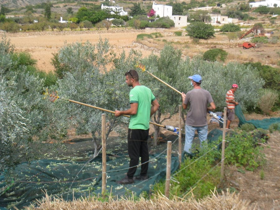 Men picking olives from tree using olive harvester at 'Kamarantho' crops