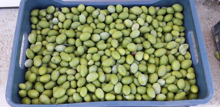 plastic crate with green olives from 'Kamarantho' crops