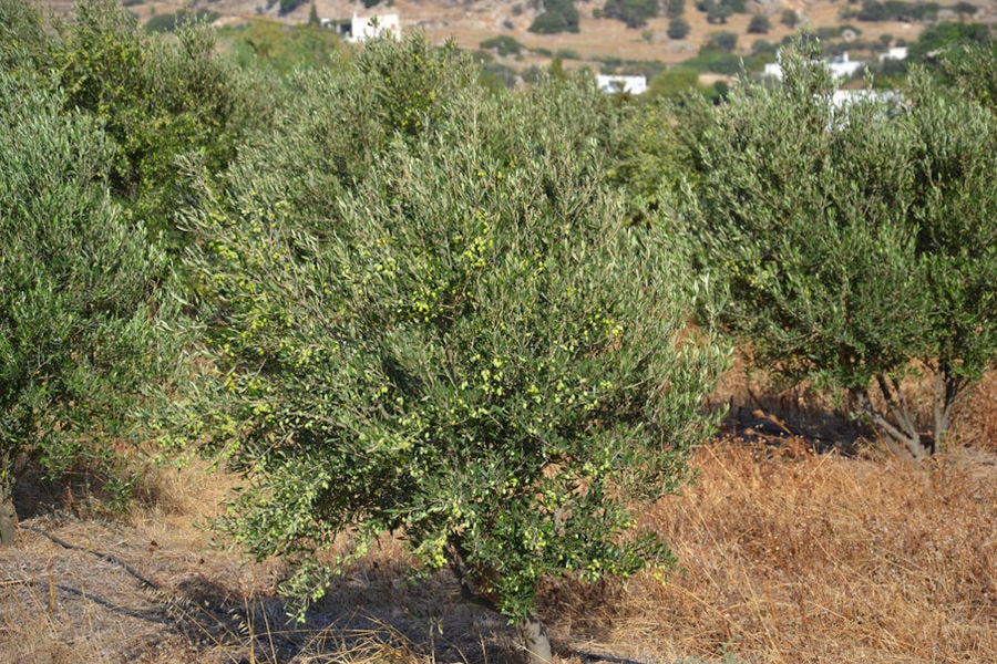 olive trees with unripe olives at 'Kamarantho' crops