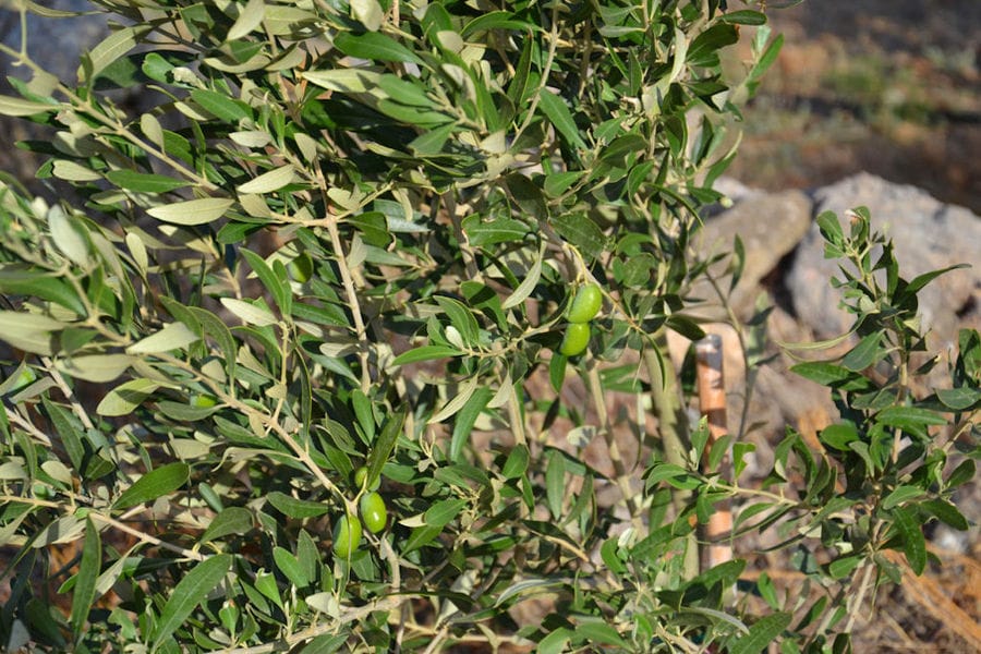 branches of olive trees with unripe olives at 'Kamarantho' crops