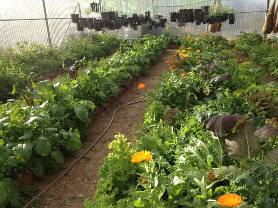 vegetables plants and plastic pots hunging from the 'Kamarantho' ceiling greenhouse