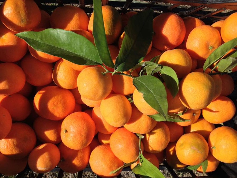 Mandarin oranges with leaves from 'Kamarantho' crops