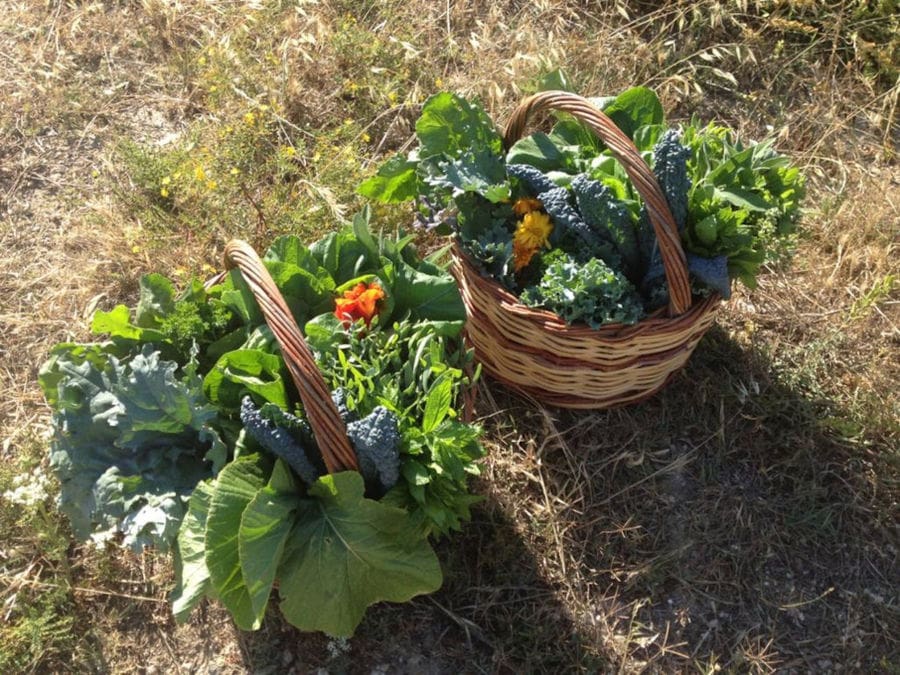 two wicker baskets on the ground with fresh green salads and broccoli from 'Kamarantho' crops