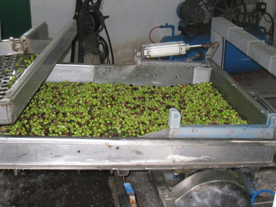 part of olive oil press machine with fresh olives at 'Kamarantho' plant