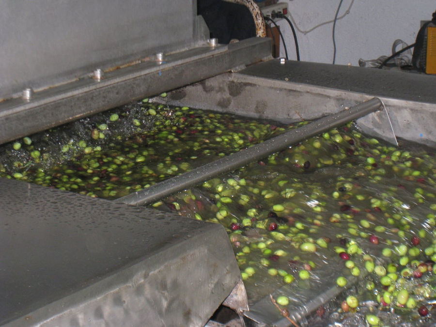 part of olive oil press machine where fresh olives washing at 'Kamarantho' plant
