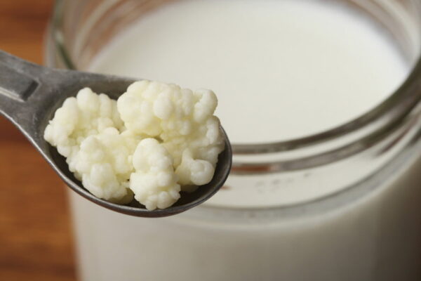 close-up of spoon with ‘yeast’ from kefir seeds
