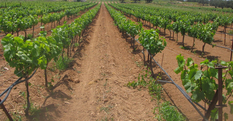rows of vines at Kellari Papachristou vineyards