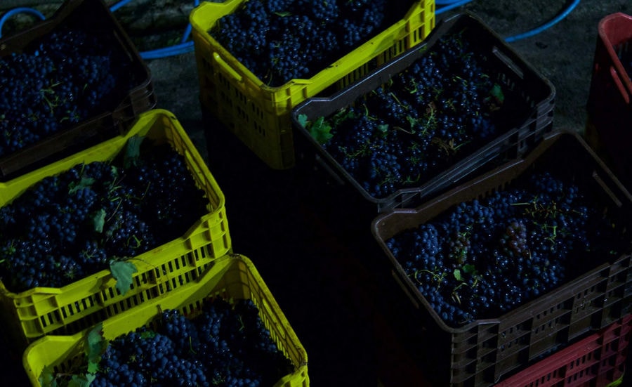 crates with bunches of black grapes at Kellari Papachristou facilities