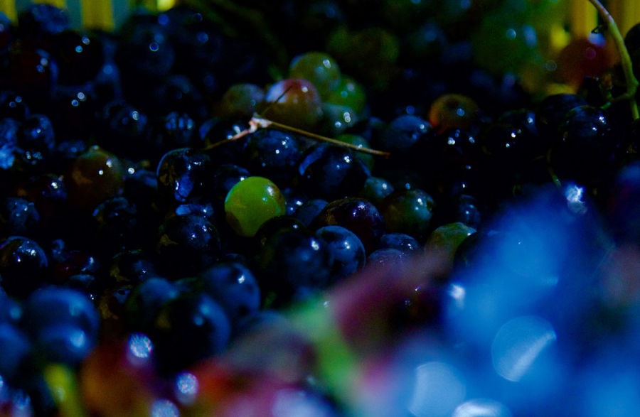 close-up of black grapes at Kellari Papachristou