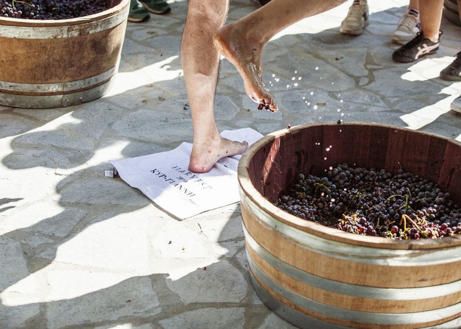 tourist preparing to crush grapes by stepping barefoot on the grapes inside barrel at Ktima Kir Yianni