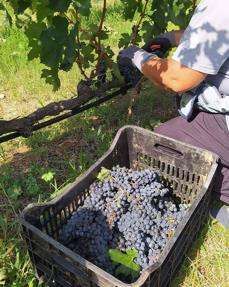 man picking grapes with a scissors and putting them in the create at Ktima Kir Yianni vineyards