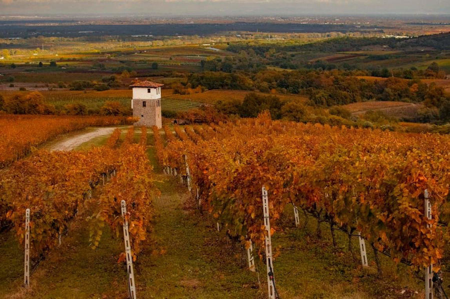 rows of vines from above in the background of Ktima Kir Yianni tower and vineyards