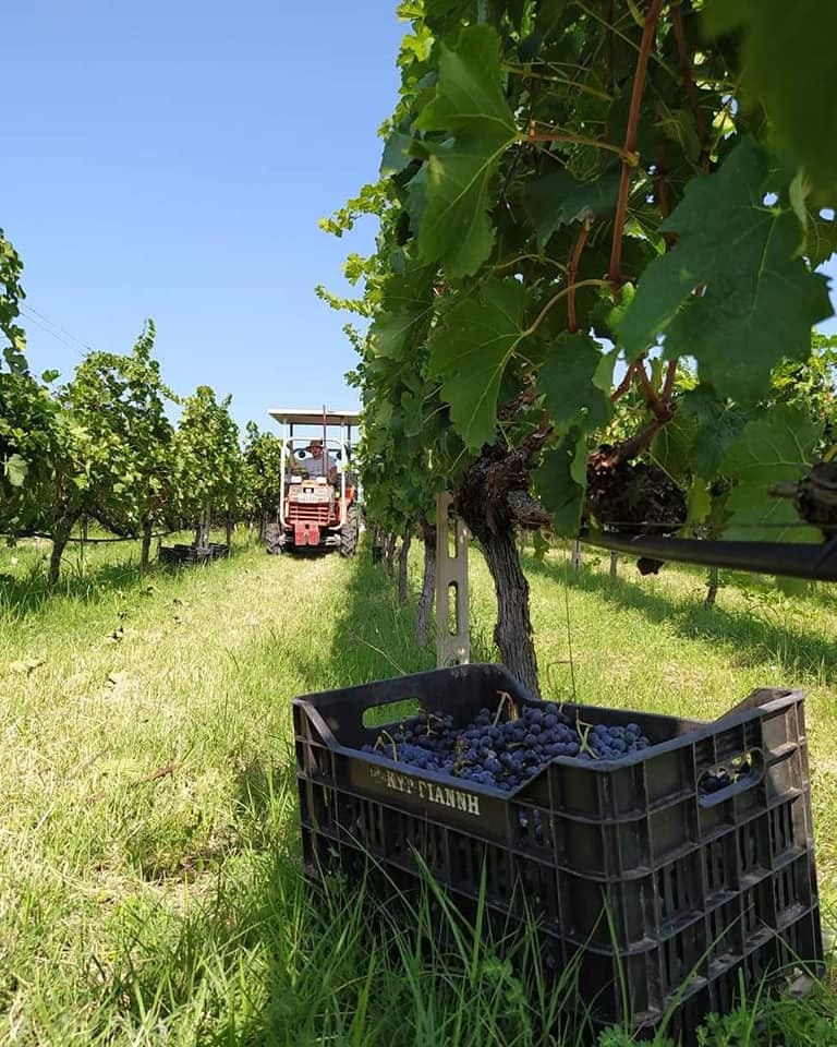 a crate of grapes and man driving a tractor between two rows of vines at Ktima Kir-Yianni vineyards