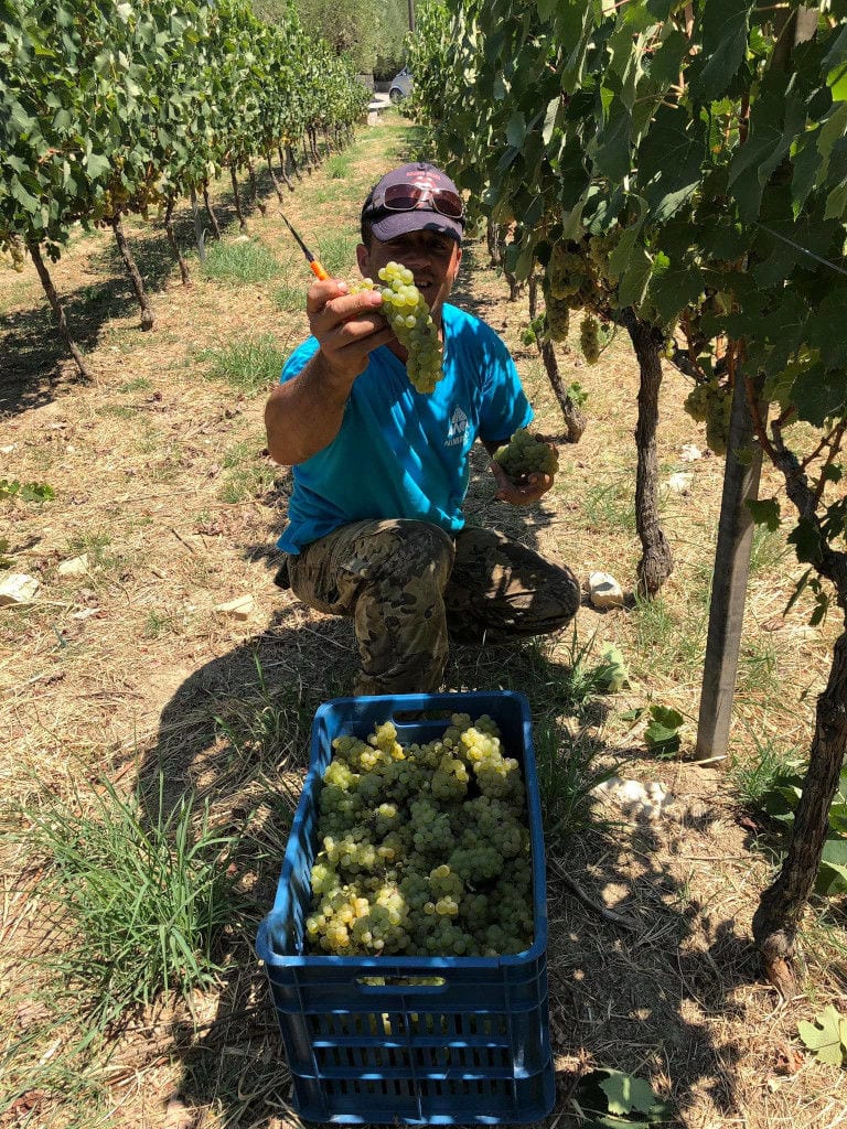 man smiling happily at the camera, keeping bunches of grapes in his hands in Klima Grampsa vineyards