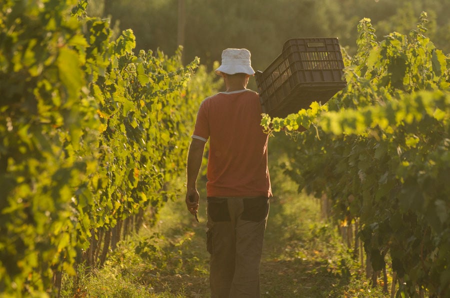 man with hat carrying a crate with bunches of grapes on his shoulder in Klima Grampsa' vineyards