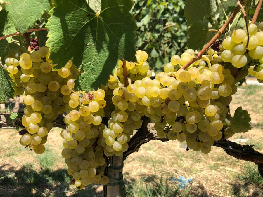 Klima Grampsa vineyards full of bunches of white grapes