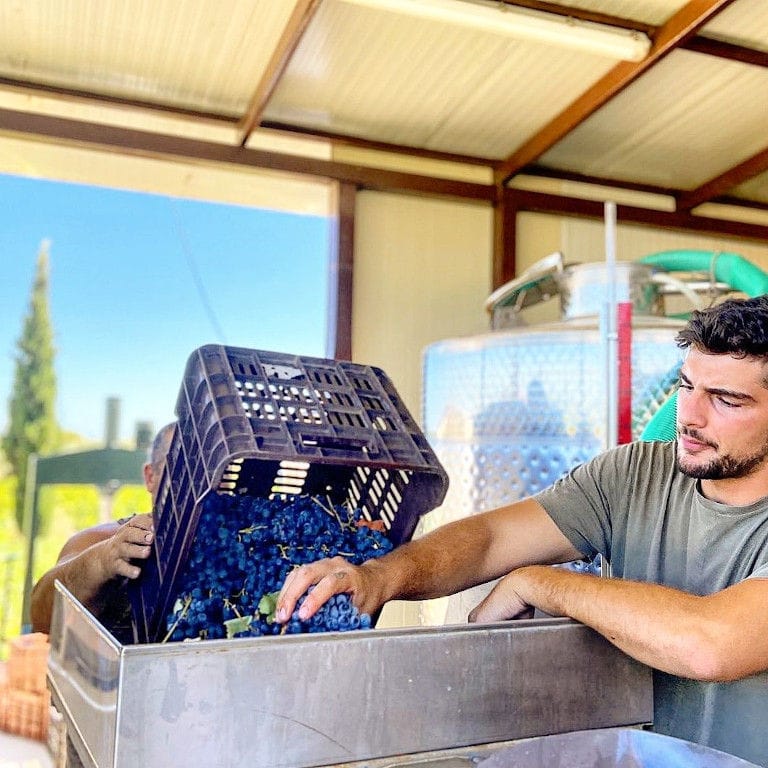two men οverturning crate with black grapes into press machine at Klima Grampsa facilities