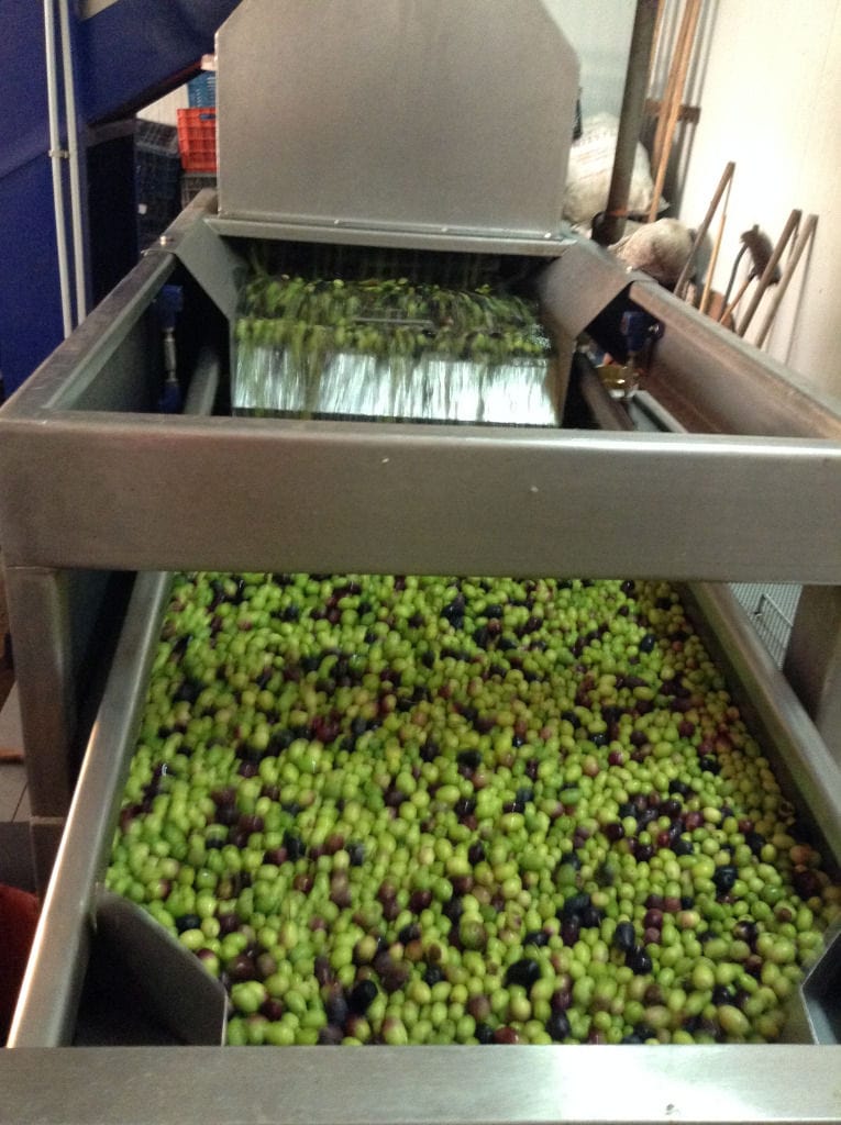 washing machine of olives a part of Konstas Olive Tours olive oil plant